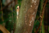 Lepojester pestry - Calotes versicolor - Oriental Garden Lizard o0556